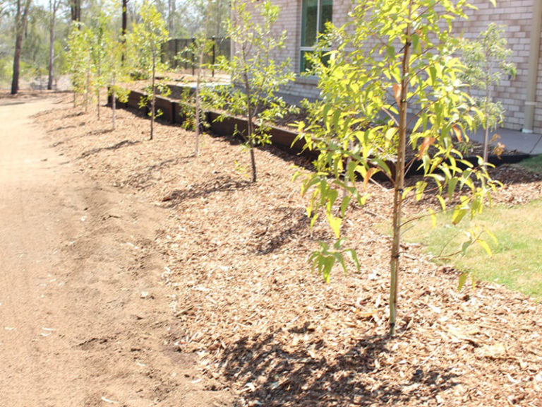 A Basic Guide to Tree Planting by Heritage Tree Care Heritage Tree Care