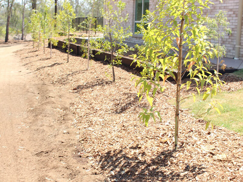 A Basic Guide to Tree Planting by Heritage Tree Care Heritage Tree Care