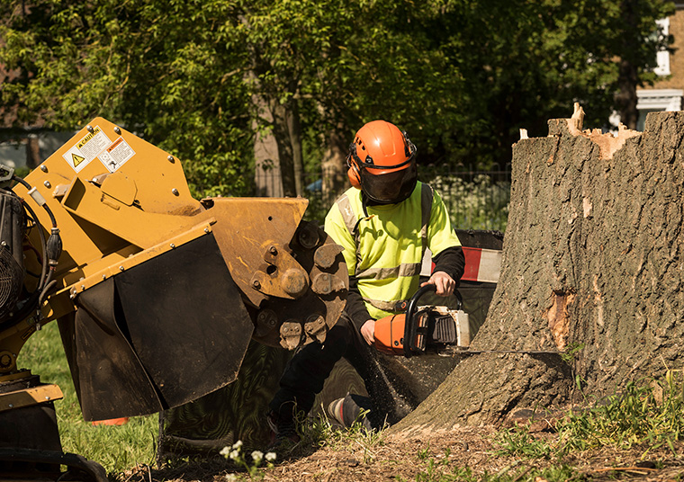 Stump Grinding