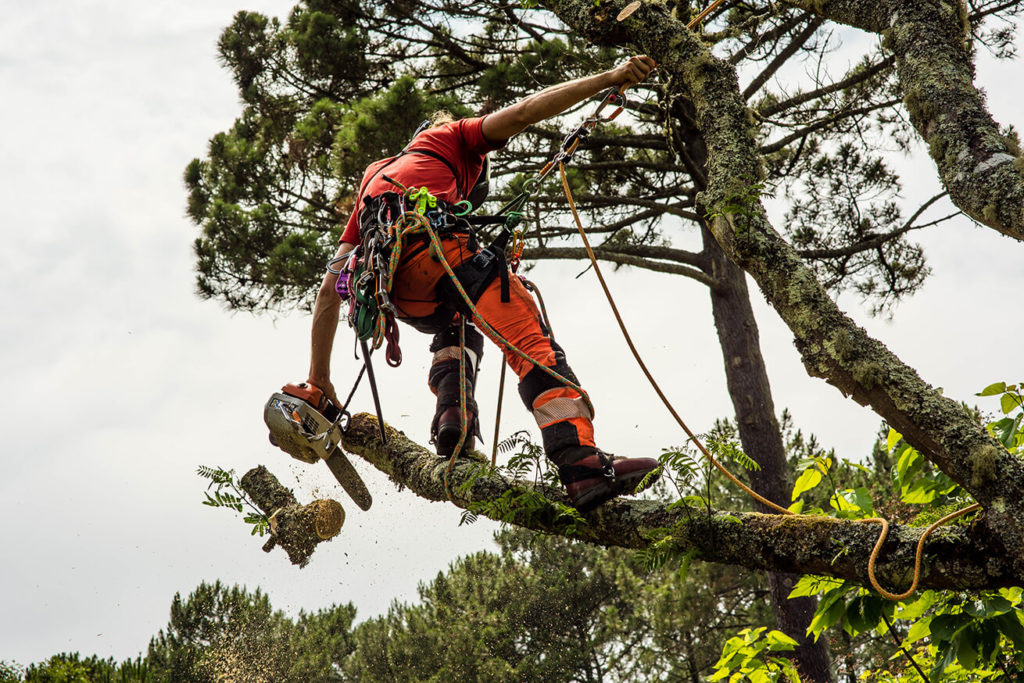 Tree Removal Brisbane Northside