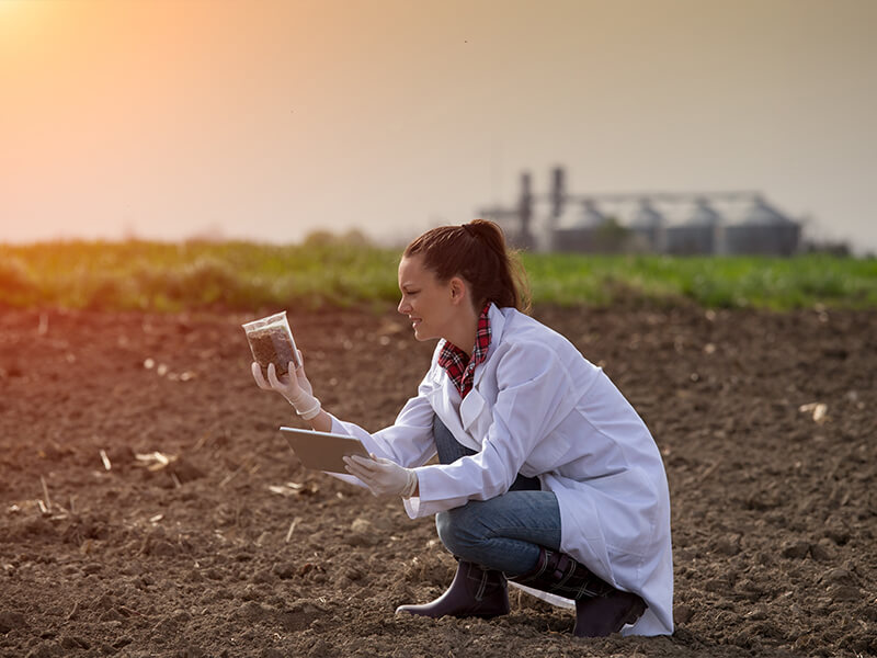 Phellinus noxious Brown Root Rot Heritage Tree Care