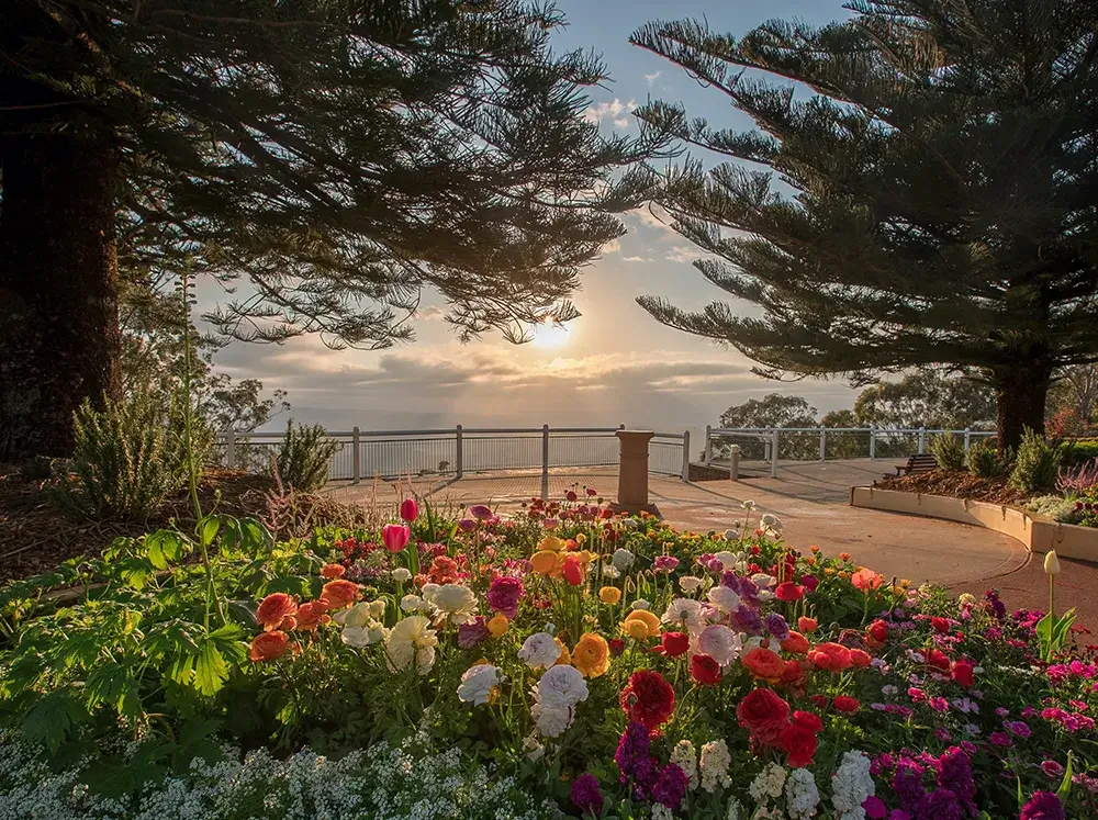 Toowoomba Grand Opening Heritage Tree Care
