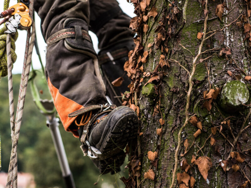 Everything you need to know before you relocate that tree - Heritage ...
