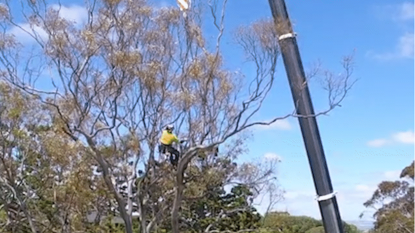 tree pruning gif