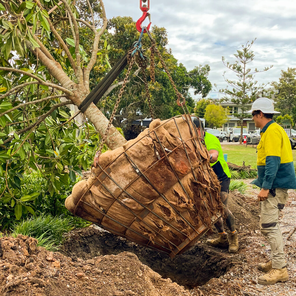 tree transplanting in progress